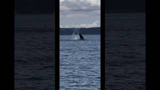 tail slap!!  humpback whales 🐋🐋🐋#shorts #humpbackwhale #whale #고래 #wildlife