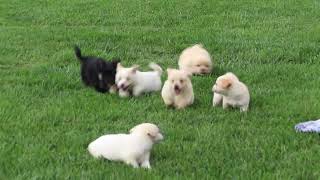 Pekingese Puppies For Sale