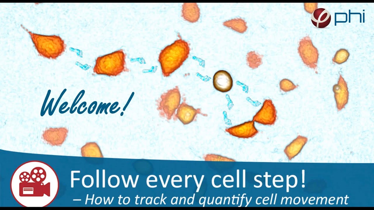 Live Cell Imaging Webinar | How To Track And Quantify Cell Movement ...