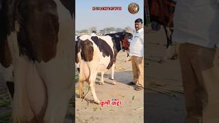 आजचा मोडनिंब गाई बाजार 01 फेब्रुवारी 2025 #dairy_farm #sangola_bazar #cow #loni_bazar