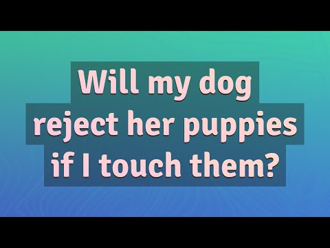 Will my dog reject her puppies if I touch them?