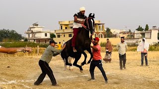 🔴 HORSE RACE DURGAPUR (NAWANSHAHR) 27 -MAY-22