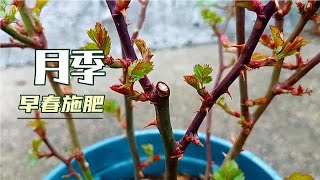 3月份月季养护要点，牢记这3点，花开爆盆更容易实现。