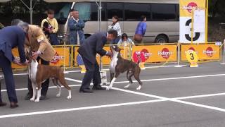 イチロー ブリード選 ＦＣＩ四国インターナショナルドッグショー 2014.04.20