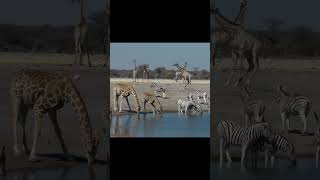 Beautiful wildlife - giraffes and zebras #wildanimals #zebra #giraffes #giraffefamily #africananimal