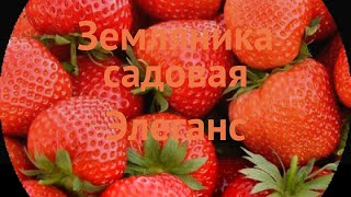 Земляника садовая Элеганс (fragaria elegance) 🌿 Элеганс обзор: как сажать, рассада земляники Элеганс