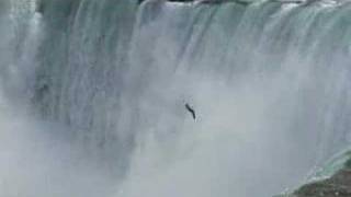 Seagull at Niagra Falls