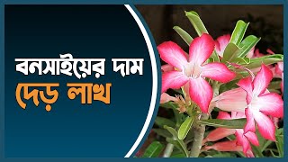 ফুলে-ফলে ভরা খুলনা বৃক্ষমেলা, ১ বনসাই দেড় লাখ | tree fair | khulna | bonsai tree | Dhaka Post