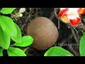 cannon ball tree nagalingam nagapushpa നാഗലിംഗ പുഷ്പം history of kodungallur @uturnmedia9319