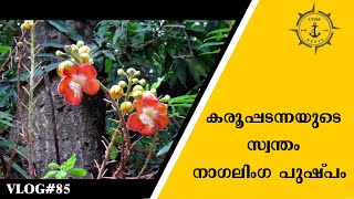 Cannon Ball Tree | Nagalingam/Nagapushpa/ നാഗലിംഗ പുഷ്പം | History of Kodungallur | @uturnmedia9319