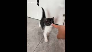 #猫咪 #猫咪性格 #shorts #cat #cutecat #funny果然奶牛猫都是神经病