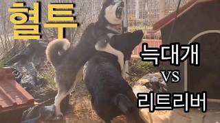 리트리버 본 모습 알려드림 vs 허스키 (개싸움)