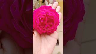 Rose day special video 💖💖🌹🌹🥀🥀#shorts#shortvideo