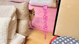 1週間お世話になった実家から帰りたくないと言い張る柴犬が可愛い