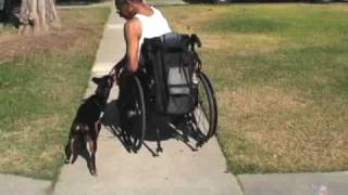 Pets for Vets: Davis and Lady - www.pets-for-vets.com