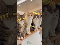 funny confusing cats 1