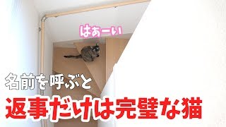 名前を呼んだら返事はするけど甘えに来ない猫