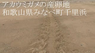 和歌山県みなべ町千里浜は、アカウミガメの産卵地として有名で、JR紀勢本線特急くろしおのアナウンスに流れる程。季節は6月から8月まで。夜間の上陸しますが、照明を照らしたり騒ぐと、海に帰ってしまいます。