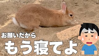 まだ寝たくないうさぎ VS もう寝て欲しい飼い主　No.1345