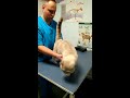 cat at the vet 20190301