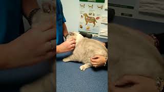 cat at the vet 20190301