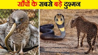 10 ऐसे जानवर जो सांप को भी मात दे सकते हैं | 10 Animals That Can Hunt Down Snakes