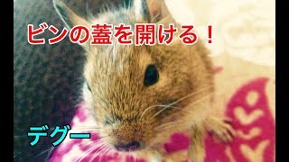 賢いデグー ビンの蓋を開ける。 【デグー♯7】 Degu can open the bottle cap.