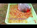 zero tillage maize farming tips etv