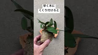 【ミニカトレア】棚から落として鉢を割ってしまった