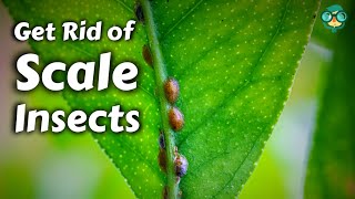 How to Remove Scale Insects from Plants || How to Get Rid of Scale on Plants || Kill Scale Bugs !!