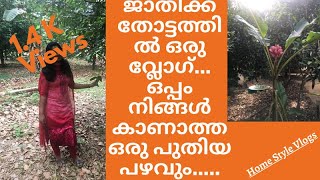 ജാതിക്ക തോട്ടത്തിൽ ഒരു വ്ലോഗ്...ഒപ്പം നിങ്ങൾ കാണാത്ത ഒരു പുതിയ പഴവും..... || EP#04