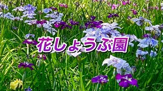 【vlog】赤堀花しょうぶ園