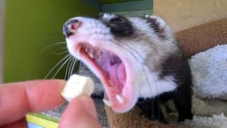 Ferret Treats: The Good, the Bad & the Deadly