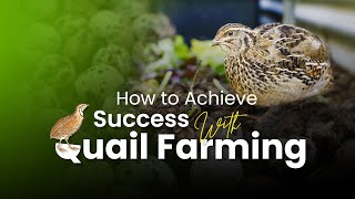 🔥 How to Achieve Success with Quail Farming?