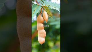 Tamarind Facts #tamarind #fruit #facts #fun #viral #trending #shorts #viralshort #amazing #nature