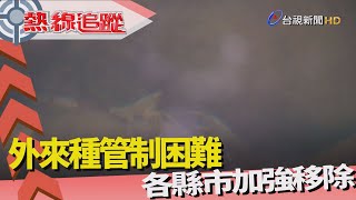 熱線追蹤-小龍蝦 入侵新竹護城河