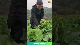 The Care of a Farmer: Hand-Picking Fresh Greens #farming #harvest #respect