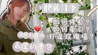 如何修剪爬藤月季？花仙子实例教学干货直出！打造浪漫玫瑰墙