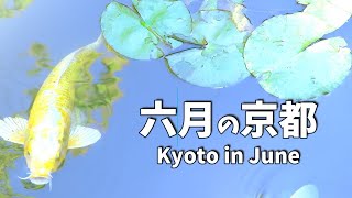 Scenery of Kyoto in June/Chinowa Kuguri, traditional seasonal ritual/Japanese sweets/etc