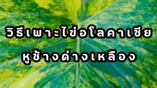 วิธีเพาะไข่หูช้างด่างเหลือง