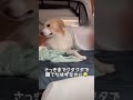 飼い主に携帯を触らせない方法がこちらです💁‍♀️【ボーダーコリー】 shorts