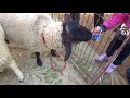 【夢見ヶ崎動物公園】羊にエサあげてみた。 sheep yumemigasaki zoo kawasaki japan