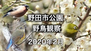 野鳥観察・野田市の公園で出会った野鳥・バードウォッチング・2月 /4K