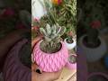 How to Repot succulents //#succulent #reels #shorts #viralshort #flowers #garden #instagram #plants