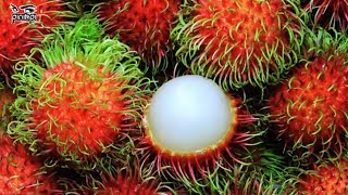 বিশ্বের আজব ১০ ফল যেগুলো দেখতেও স্বাদ! 😁 10 Strangest Fruits You’ve Never Seen Before! 🥝