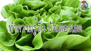 aquaganic farm ตอน ทำความรู้จัก บัตเตอร์เฮด