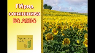 Соняшник ЄС Аміс 🌻, опис гібриду 🌻 - насіння в Україні