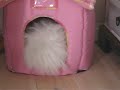 very funny 5 month coton de tulear puppy