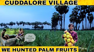 Cuddalore Village🌴🌳 | We hunted palm fruits 🍊 | Enjoyed in pump set 🏄 |   கடலூர் | dkvlogs #shorts