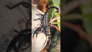 #Fact #telugu తేలు విషం ఎంతో తెలుసు ? Will be shocked !!! | Price of Scorpion poison | #telugufacts